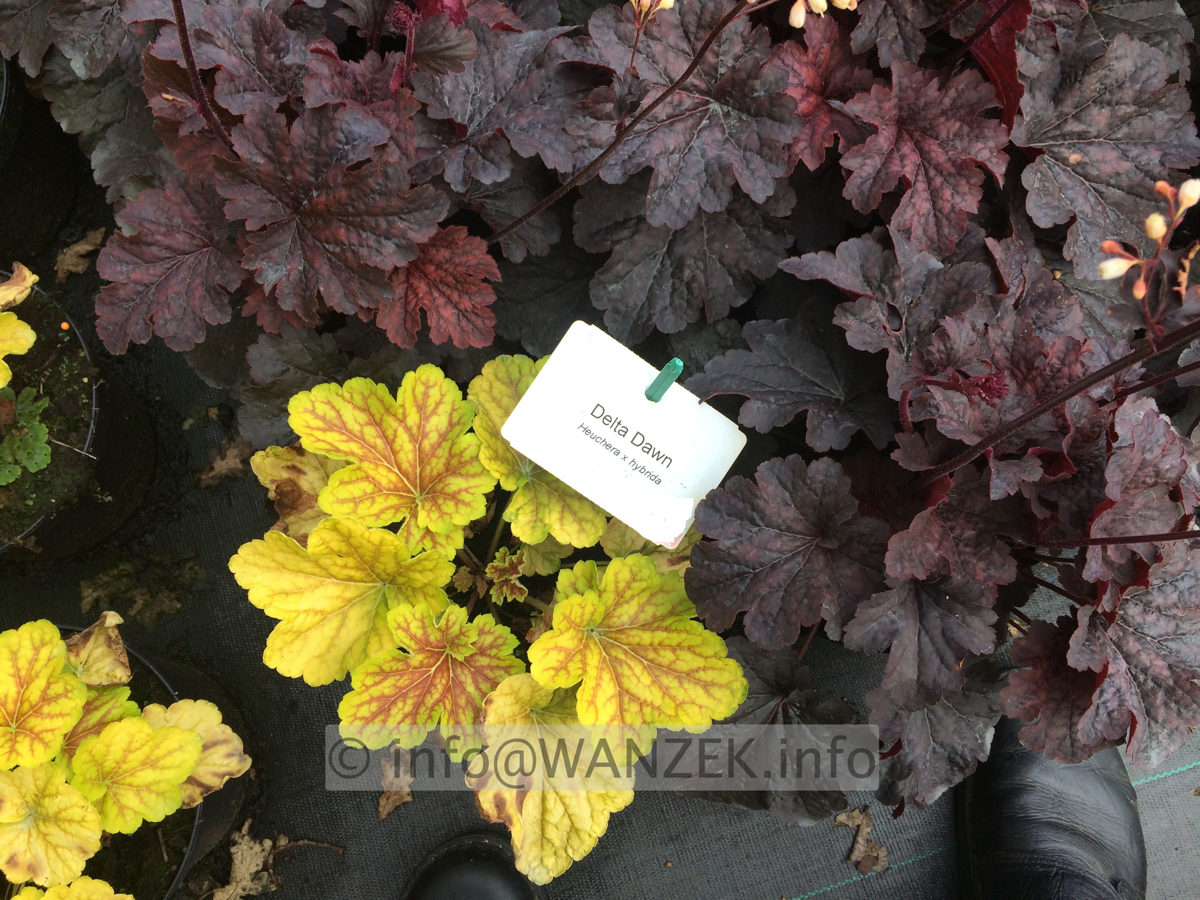 Heuchera Hybride Delta Dawn 01.JPG